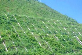 生態(tài)護坡技術(shù)的應(yīng)用案例